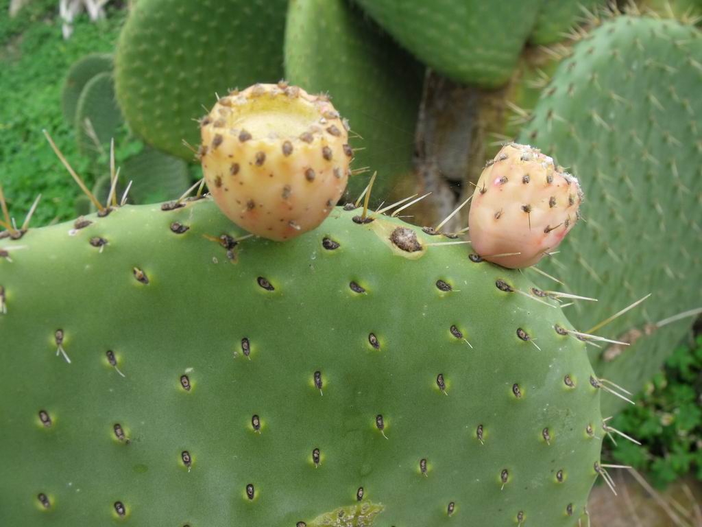 Opuntia spinulifera / Fico d''India a spine piccole